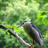 野鳥図鑑用・ゴイサギ