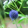 六甲高山植物園（四）