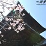 南禅寺三門の桜