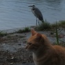 猫とさぎ