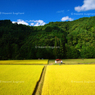 秋の情景　～ある晴れた９月