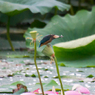 カワセミ