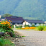 畦道の花。