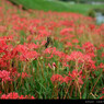 紅舞.3