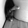 狭い狭い♪　シロ