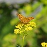 女郎花に集う・オオウラギンスジヒョウモン雌