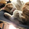 よく寝てるなぁ〜シロ