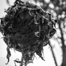 Summer which withered