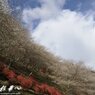 紅と青の桜の坂から