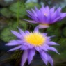 淡い幻想