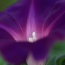 花便り　- 江戸紫の朝顔 -