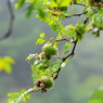 六甲高山植物園（九）