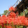 彼岸花と橋