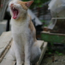 大あくび