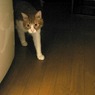 トラを狙うシロ