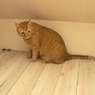 ケンカ中のシロを警戒〜トラ
