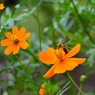 元気なorange with bee