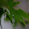 もみじ　雫