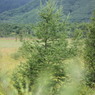 tree.