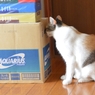 何が入っとるんかなぁ。。。