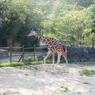 キリン日和