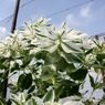 経年劣化