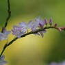 桜蓼-2