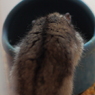 タネあるかな