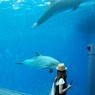 イルカと