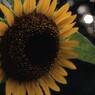 写真で振り返る愛ひまわり③