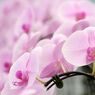 横浜大輪欄華園1