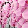 横浜大輪欄華園2