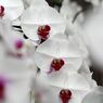 横浜大輪欄華園3