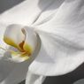 横浜大輪欄華園5