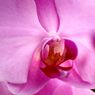 横浜大輪欄華園6