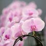 横浜大輪欄華園7