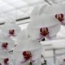 横浜大輪欄華園8