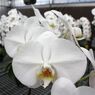 横浜大輪欄華園9