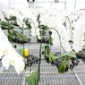 横浜大輪欄華園11