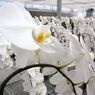 横浜大輪欄華園12