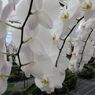 横浜大輪欄華園14