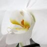 横浜大輪欄華園15