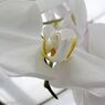 横浜大輪欄華園16