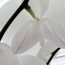 横浜大輪欄華園17