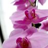 横浜大輪欄華園18