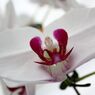横浜大輪欄華園19