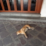 バンコクの犬