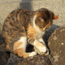 尾道猫52