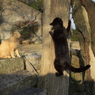 尾道猫54