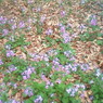 紫の花畑